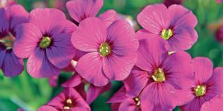Aubrieta gracilis ‘Rose Red’