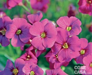 Aubretia-gr.-red-rose