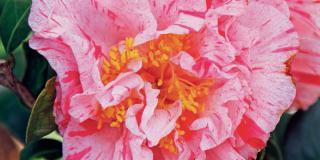 Camellia japonica ‘Kick-Off’ con fiori screziati di rosa