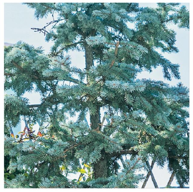 albero di abete bianco albero di abete bianco