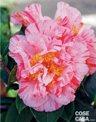 Camelia varietà "Kik off". Camelia varietà "Kik off".