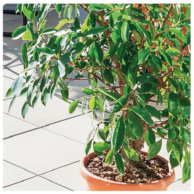 Ficus in vaso Ficus in vaso
