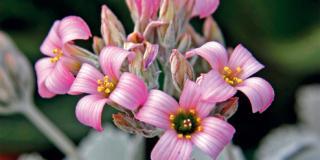 Kalancola pumila – Calancola a foglia grigia