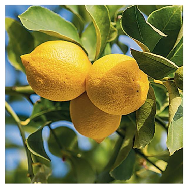 pianta di limone con frutti pianta di limone con frutti