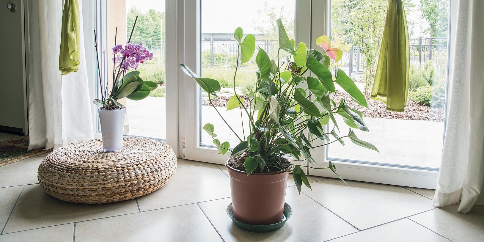 Come, quando e perché cambiare il vaso alle piante d'appartamento