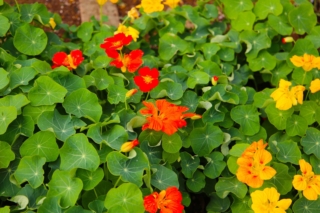 piantine di nasturzio