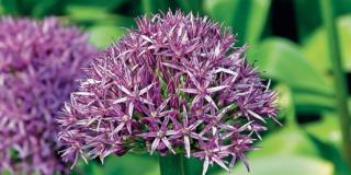 Allium giganteum ‘Globemaster’, aglio gigante