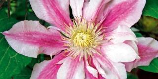 Clematis ‘John Warren’
