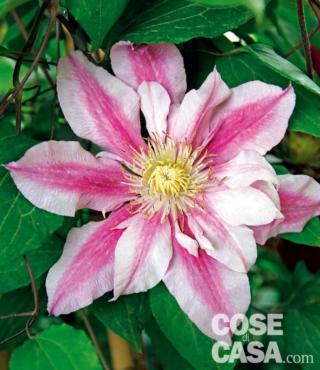 Clematis-Jhon-Warren Clematis-Jhon-Warren