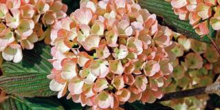 Viburnum plicatum ‘Pink Sensation’ – viburno giapponese a fiori rosa