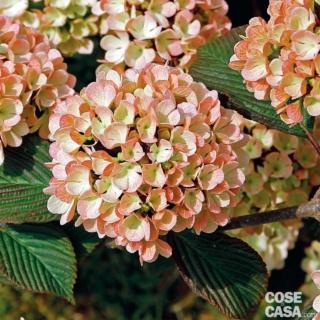 Viburnum-Plic-Pink-Sensation