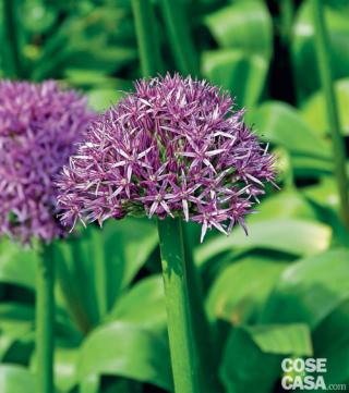 La fioritura degli allium giganteum avviene tra maggio e giugno. La fioritura degli allium giganteum avviene tra maggio e giugno.