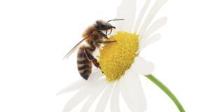 Aiutare le api e gli altri insetti impollinatori