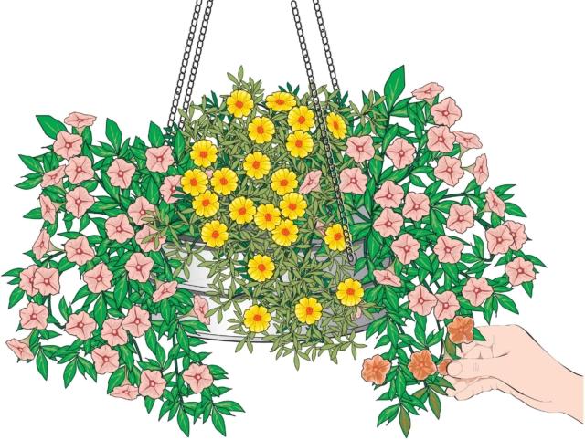 basket piante ricadenti fiori gialli arancioni basket piante ricadenti fiori gialli arancioni