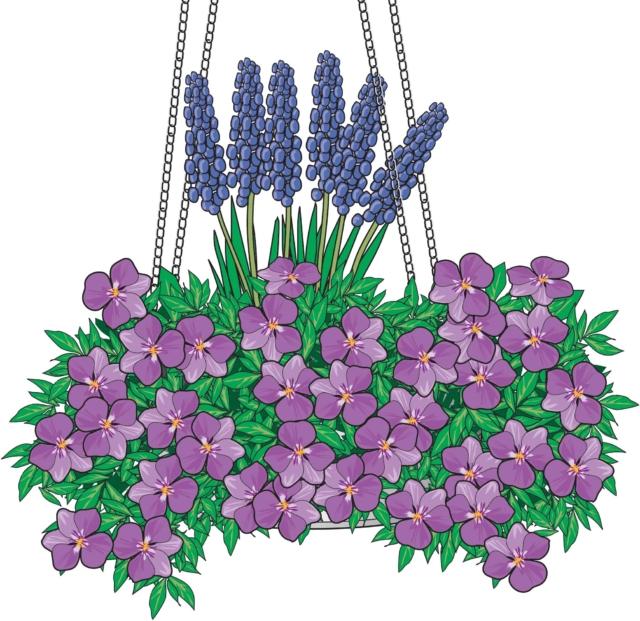 basket piante ricadenti fiori viola basket piante ricadenti fiori viola