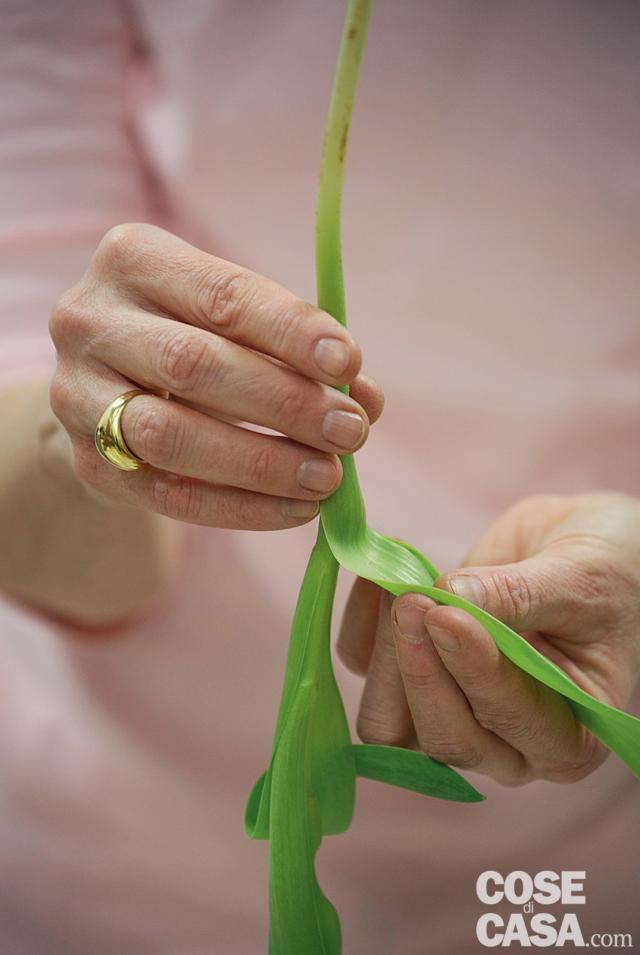 staccare le foglie dei tulipani staccare le foglie dei tulipani