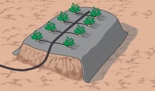 telo nero per fragole telo nero per fragole