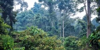 FSC - filiera legno sostenibile - deforestazione - climate change