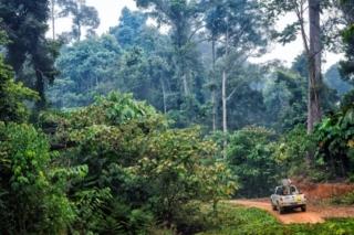 FSC - filiera legno sostenibile - deforestazione - climate change FSC - filiera legno sostenibile - deforestazione - climate change