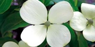 Cornus hongkongensis, corniolo da fiore