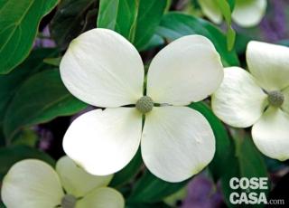 Cornus-hongkongensis