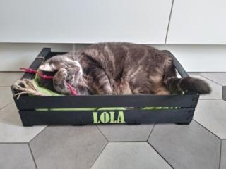 Fissate i giochi al bordo della cuccia e inserite una coperta. Fissate i giochi al bordo della cuccia e inserite una coperta.