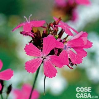 Dianthus carthusianorum Dianthus carthusianorum