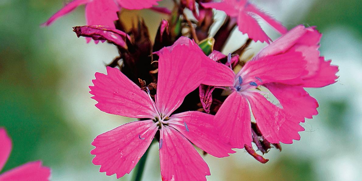 Un'orchidea alpina nota anche come Scarpetta di Venere - Cose di Casa