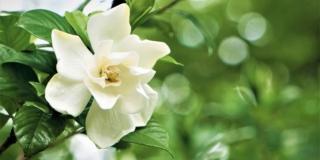 Coltivazione e cura della gardenia: consigli per ottenere fiori belli e profumati