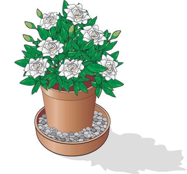argilla-nel-sottovaso-gardenia argilla-nel-sottovaso-gardenia