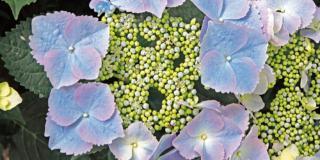 Hydrangea macrophylla ‘Frisbee’- ortensia
