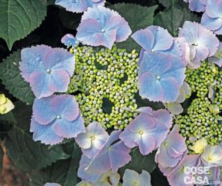 Hydrangea macrophylla ‘Frisbee’