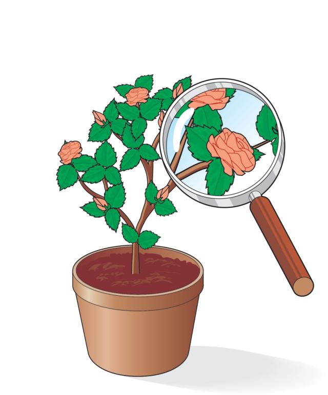 In caso di piante appena acquistate, eseguire un trattamento fungicida e uno insetticida (utilizzando prodotti per piante ornamentali, PPO, per uso non professionale, ammessi in agricoltura biologica) ogni 20-30 giorni circa. In caso di piante appena acquistate, eseguire un trattamento fungicida e uno insetticida (utilizzando prodotti per piante ornamentali, PPO, per uso non professionale, ammessi in agricoltura biologica) ogni 20-30 giorni circa.