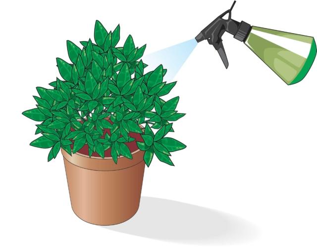 vaporizzare-foglie-gardenia vaporizzare-foglie-gardenia