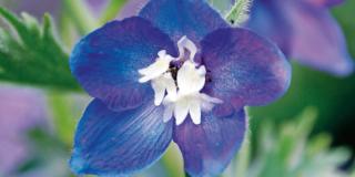 Delphinium ‘King Arthur’