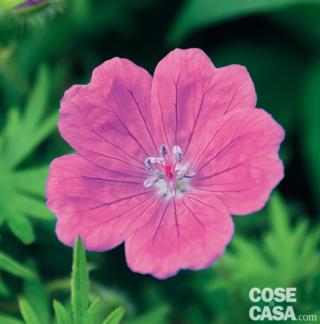 Geranium-sanguineum-Elsbeth