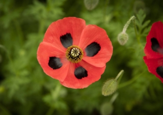 Papaver,Poppy,With,Black,Markings,On,Red