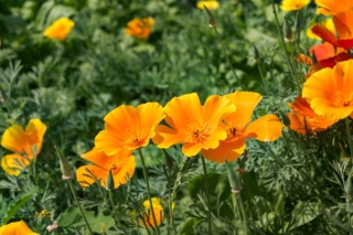 papavero della California