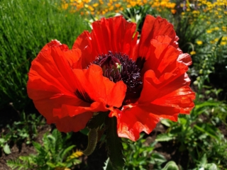 Papaver,Orientale,,Red,Oriental,Poppy.