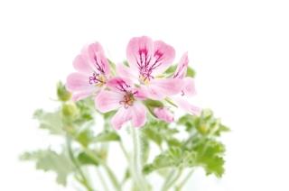 pelargonium pelargonium