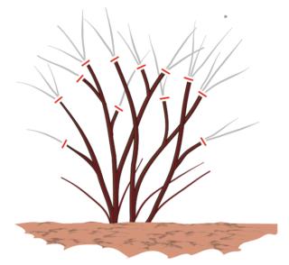 potare forsizia potare forsizia