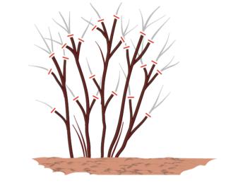 potatura filadelfo potatura filadelfo