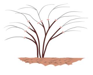 potatura gelsomino san giuseppe potatura gelsomino san giuseppe