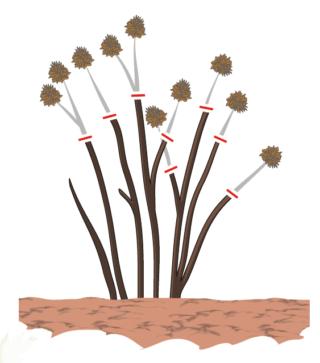 potatura kerria potatura kerria