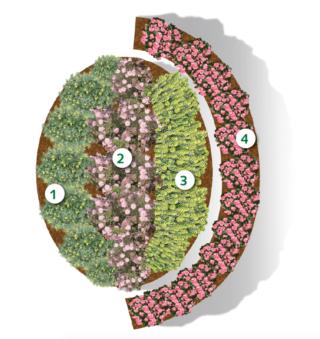 aiuola-pianta aiuola-pianta