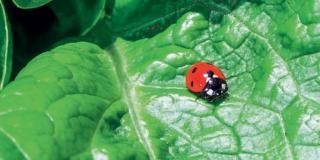 Nell’orto: gli insetti da proteggere e quelli da combattere