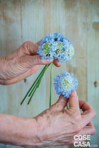 2. Creare dei piccoli bouquet con lo stesso fiore. Avvicinare i primi due steli di Scabiosa tra loro, inserire il terzo fiore incrociato dietro i primi due e formare una spirale. Aggiungere gli altri tre fiori seguendo l’inclinazione dei precedenti. Alla fine il mazzetto fiorito deve risultare più ampio dell’imboccatura del cono.
Legare il mini bouquet, tenuto ben saldo tra le dita, con un paio di giri di rafia naturale e chiuderlo con un semplice nodo doppio. Mettere il mazzetto in acqua.
Ripetere l’operazione con le 5 Asclepias, i 5 Hypericum e le 3 Bouvardia, cercando di sistemare il materiale vegetale in modo omogeneo. Per il mini girasole e il garofano è sufficiente un solo fiore.