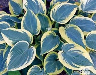 hosta first frost hosta first frost