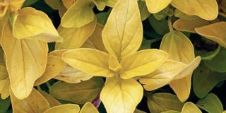 Origanum vulgare ‘Aureum’ – origano a foglie gialle