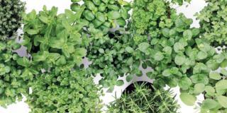 Cure alle piante aromatiche in vaso